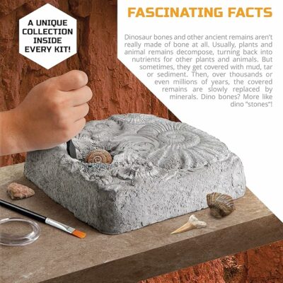 Finder Stones Amber Games Excavate Own Open Dinasour Favors Archaeological Olds Projects Lab Earth Young Dinosaurs Art Geologist Sandbox Nature Gift Dancing Present Palentologist Bug Big Little Ninos